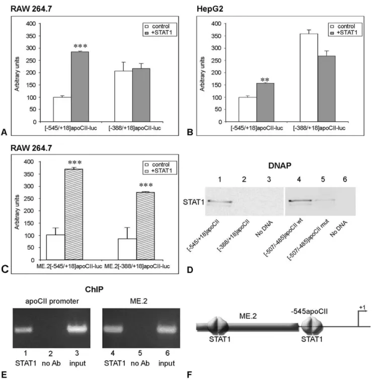 Figure 4. STAT1-dependent transactivation of apoCII promoter in RAW 264.7 cells. Panel A, B