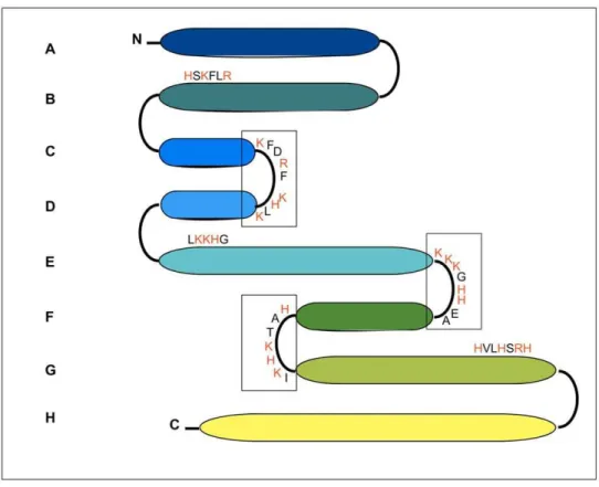 Figure 9. Effect of different GAGs on fibrillogenesis process of W7FW14F apomyoglobin at pH 7.0 monitored by ThT  fluores-cence
