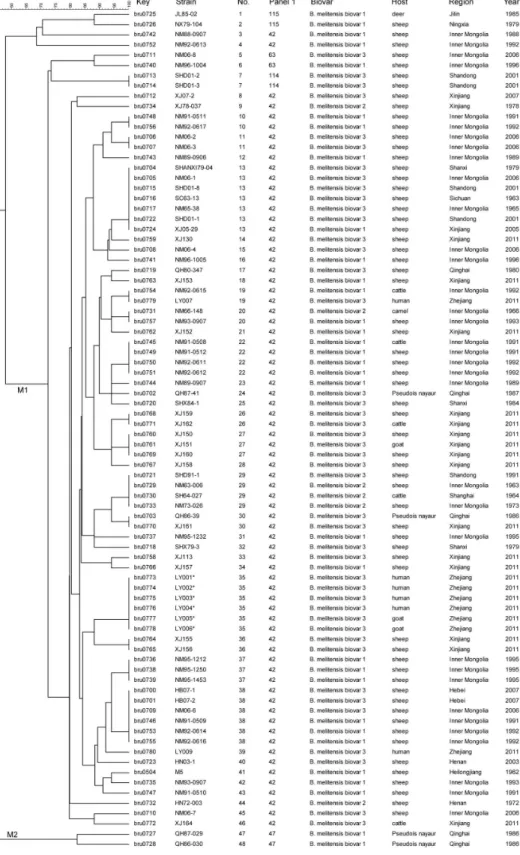 Figure 1.  Dendrogram based on the MLVA-16 genotyping assay showing relationships of the 82 B