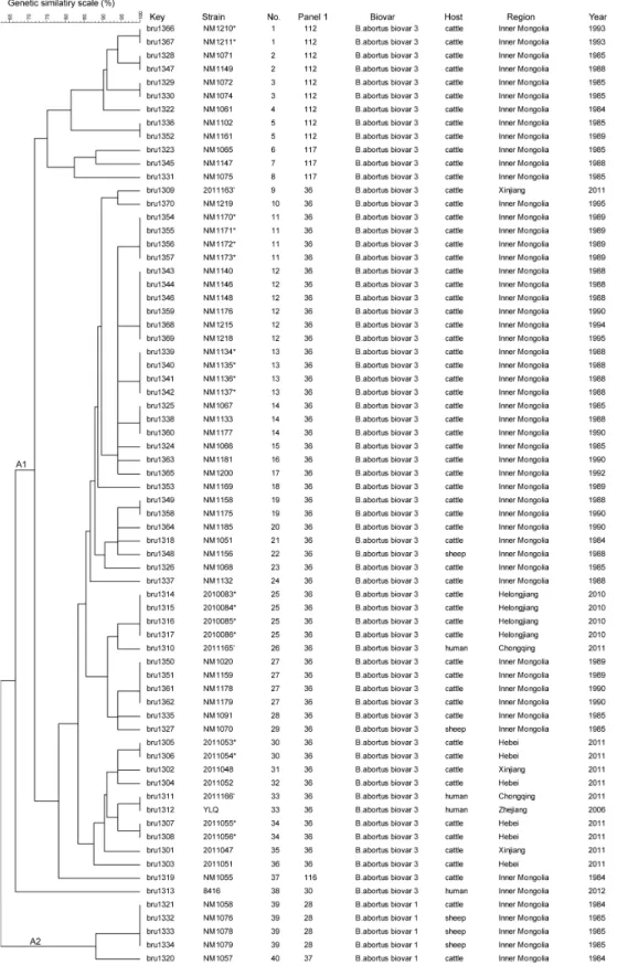 Figure 2.  Dendrogram based on the MLVA-16 genotyping assay showing relationships of the 70 B