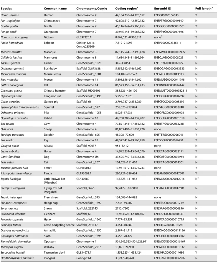 Table 1. Genomic locations of glucokinase genes in diverse mammalian genomes.