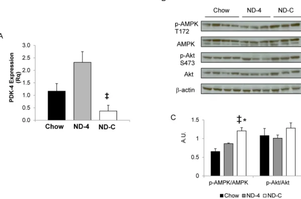 Figure 4. PDK4 mRNA expression (A) and activation ratio of AMPK and Akt (B) in the muscle from chronically catheterized conscious insulin treated depancreatized dogs that were either on a chow diet or fed isocaloric nutritional support as a constant infusi