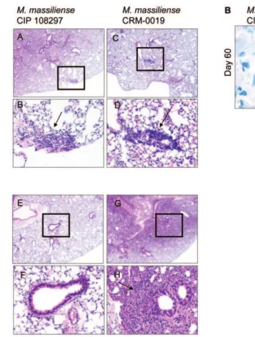 Figure 5 A shows representative dot plots of lung cells from the isotype control, reference CIP 108297 and the outbreak M.