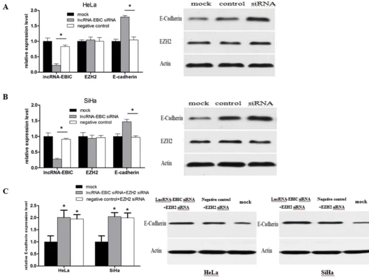 Figure S1 To determine the intracellular localization of lncRNA-EBIC, Cytoplasmic &amp; Nuclear RNA Purification Kit (Norgen Biotek, Canada) was used to separate cytoplasmic and nuclear RNA of HeLa cells