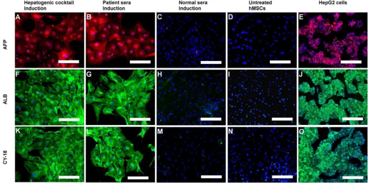 Figure 5. Immunofluorescence analysis of hepatic markers. Immunofluorescence micrographs (merged) showing positive expression of hepatocyte specific markers, AFP (Alexa Fluor 594: red colour), ALB (Alexafluor 488: green colour) and CY-18 (Alexafluor 488: g