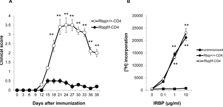 Figure 1. Rbpj deficiency in T cells ameliorates the induction of EAU. (A) Rbpj f/f -CD4 and Rbpj +/+ -CD4 mice were immunized with IRBP to induce EAU and EAU clinical scores were evaluated until day 39