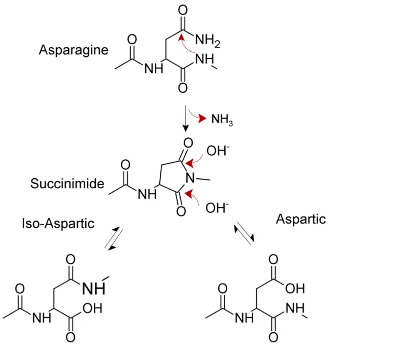 Fig 1. Mechanism for spontaneous deamidation of internal asparagine residues in proteins.