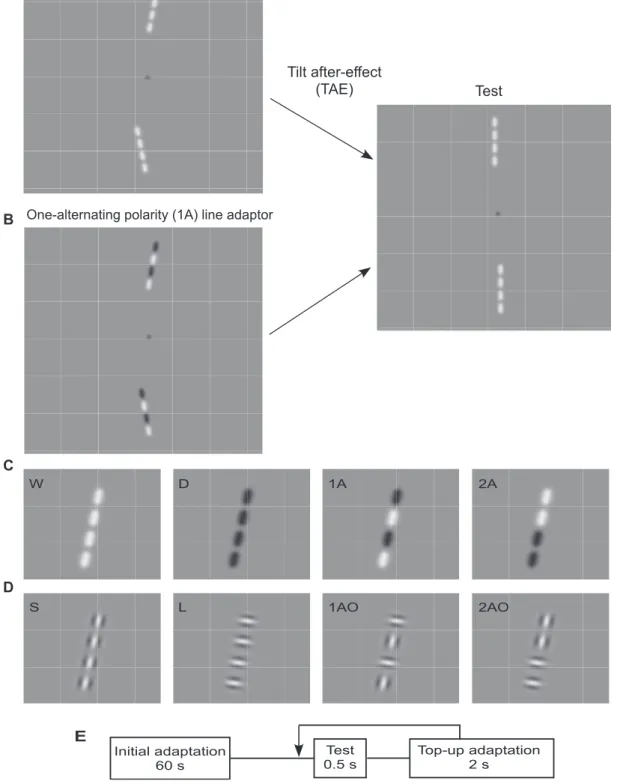 Figure 1. Stimuli used in the experiments. One can experience the tilt after-effect (TAE) obtained with single polarity line adaptors (A) and one- one-alternating polarity line (B) by moving one’s eyes back and forth along the markers located midway betwee