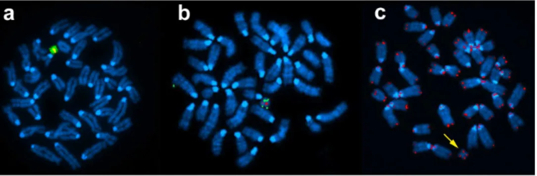 Figure 2. Fluorescence in situ hybridisation characterisation of the structure of the Hsa21 in Tc1 mice