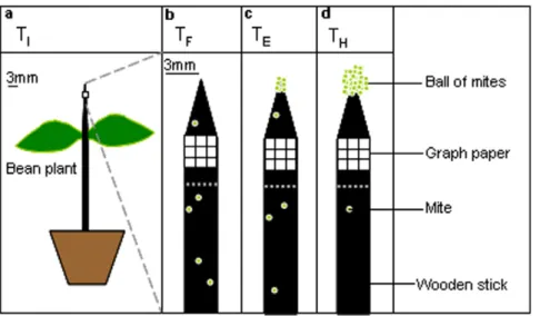 Figure 1. Experimental set-up. a). Plant infestation (15 mites on each leaf) T I . b) Ascending flows of mites on the stick T F c)
