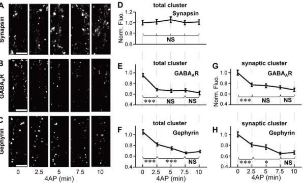 Figure 1. Time-course analysis of 4AP-induced decrease in GABA A R- and gephyrin-associated immunofluorescence