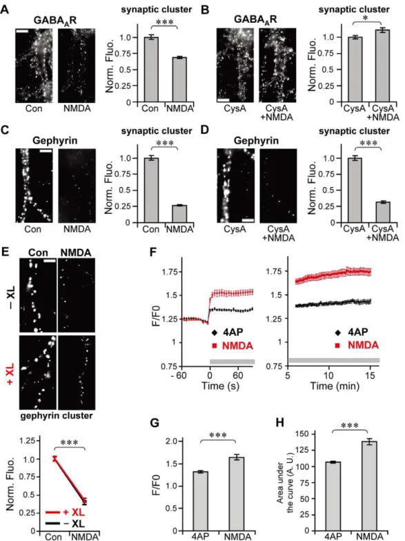 Figure 7. GABA A R-independent gephyrin declustering during sustained activity induced by NMDA stimulation