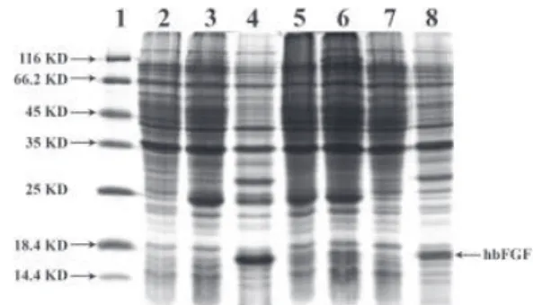 Fig 3: Comparison of expression levels of wild-type and mu- mu-tant genes in three different strains of E