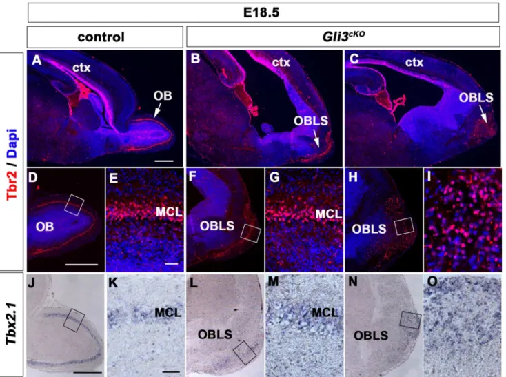 Fig 2. Mitral cells are present in an OB-like structure in E18.5 Gli3 cKO mutant brains