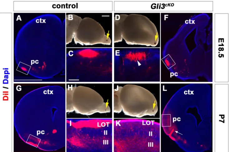 Fig 3. Afferent input from the olfactory bulb expands into more medial positions in the Gli3 cKO cortex