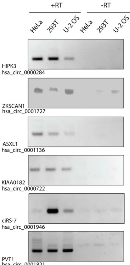 Fig 1. circRNAs are detected in preparations enriched in extracellular vesicles. Preparations enriched in EVs were precipitated from conditioned media from HeLa, 293T, or U-2 OS cultured cells