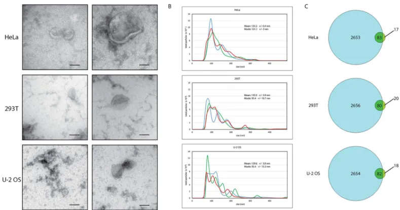 Fig 2. Precipitated preparations from conditioned cell culture media from HeLa, 293T, or U-2 OS cells show characteristic particle morphology, size, and protein composition of extracellular vesicles, including exosomes (30 – 100 nm) and microvesicles (100 