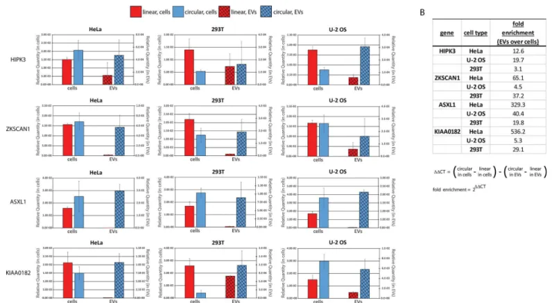 Fig 3. circRNAs are enriched in EV preparations over linear counterparts. RNA isolated from EV preparations and corresponding source cells was analyzed by real-time quanitative RT-PCR for indicated backspliced circRNAs and the linear spliced mRNA counterpa