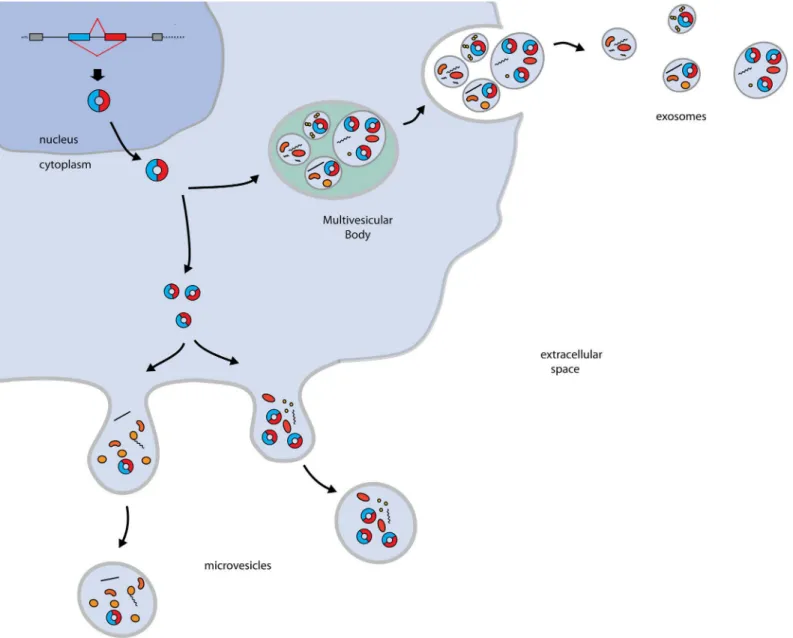 Fig 4. Possible mechanisms for circRNA clearance. circRNAs formed by nuclear backsplicing events are eliminated from cells by incorporation into vesicles that are released, such as exosomes or microvesicles.