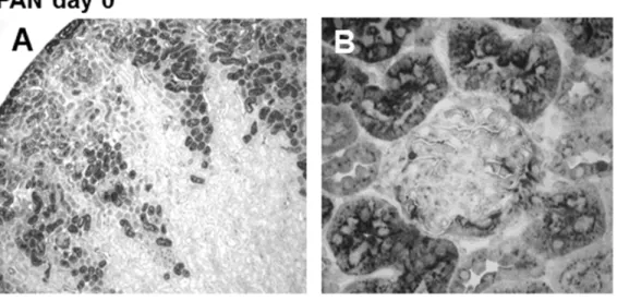 Figure 4. Immunohistochemistry staining of cystatin C in renal cortex of rats with PAN