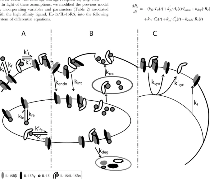 Figure 4. The quantitative influence of intermediate affinity binding model parameters on the steady state cell surface receptor and complex numbers