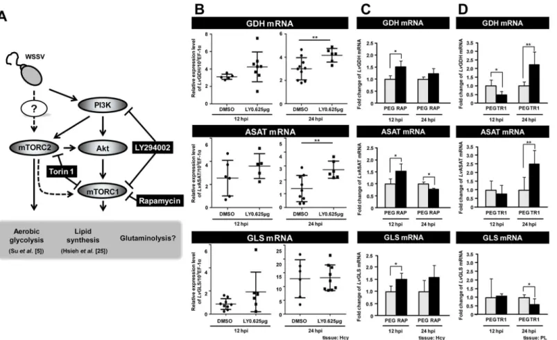 Fig 3. WSSV-induced expression of GDH is regulated by mTORC2. (A) Schematic of the PI3K-Akt-mTOR pathway and the three inhibitors used in this experiment (black boxes)