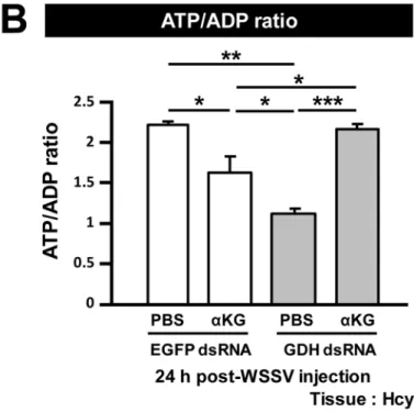 Fig 5. Glutamate-driven anaplerosis produces α -KG, which is an essential anaplerotic TCA cycle metabolite during WSSV infection