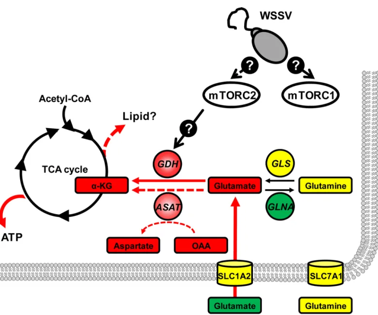 Fig 6. Proposed model of how WSSV-induced glutamate-driven anaplerosis is regulated by the mTORC2 at 12 hpi