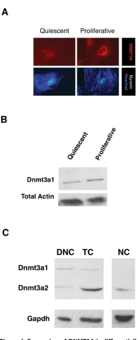 Figure 4. Expression of DNMT3A is differentially regulated by proliferative state on tissue culture plastic