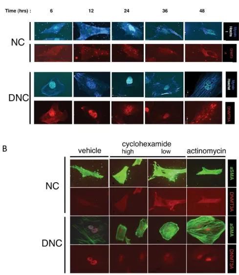 Figure 5. Nuclear Localization of DNMT3A is dependent upon the time after plating and transcription