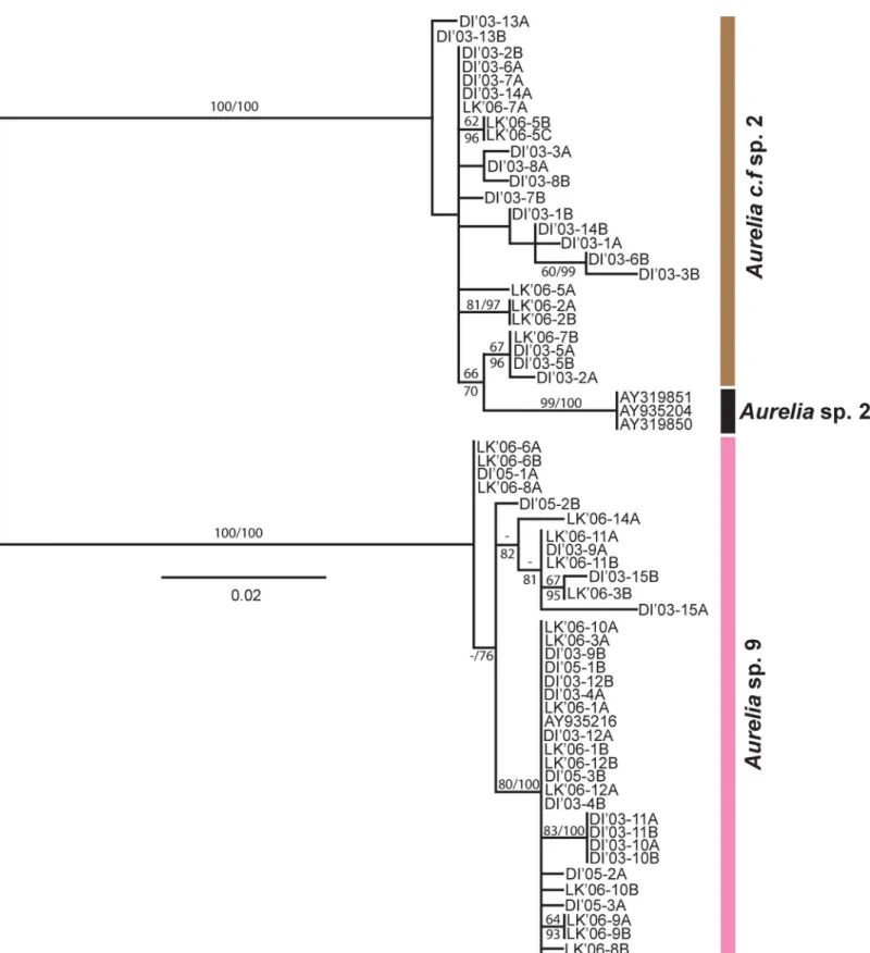 Fig 5. Phylogeny of Aurelia in the Gulf of Mexico based on ITS-1 . Note Aurelia c.f. sp