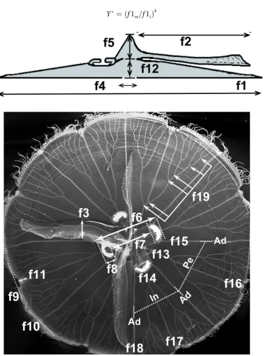 Fig 3. Continuous and meristic morphological features recorded in this study. Cross-sectional (A) and sub-umbrellar (B) views of an Aurelia medusa