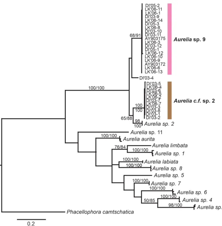 Fig 4. Global phylogeny of Aurelia based on cytochrome C oxidase subunit 1 ( COI ). Numbers indicate bootstrap values higher than 50%