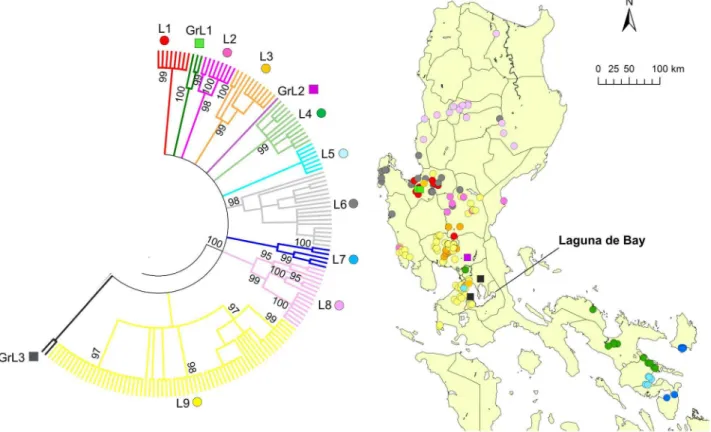 Figure 3. Geographic distribution of clade L. The phylogenetic tree for the G gene from 235 Philippine strains was constructed using the maximum-likelihood method and bootstrap values were calculated from 500 replicates