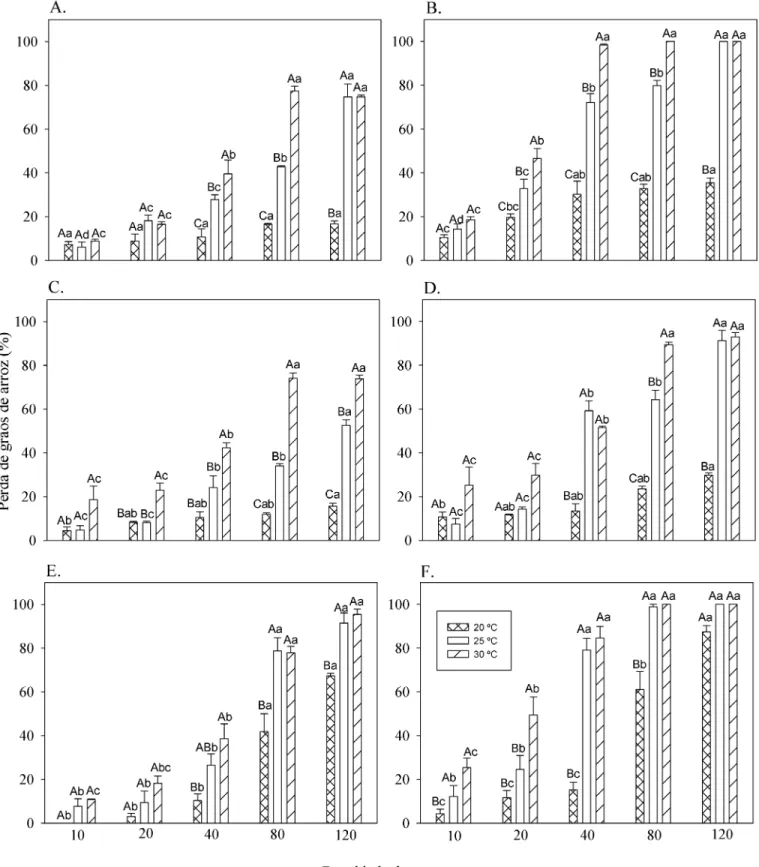 Figura 1. Perda de grãos de arroz (%) por predação de S. zeamais isolado após 7 (A) e 14 (B) dias, S