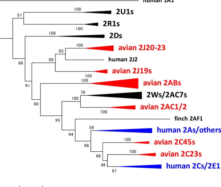 Figure 1.  Compressed phylogeny of CYP2 genes.  Phylogeny of CYP2 amino acid sequences from chicken, zebra finch, turkey, and human
