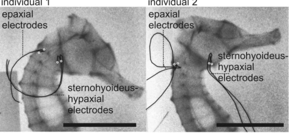 Figure 3. Experimental set-up for electromyography (A) and for the stimulation experiment (B).
