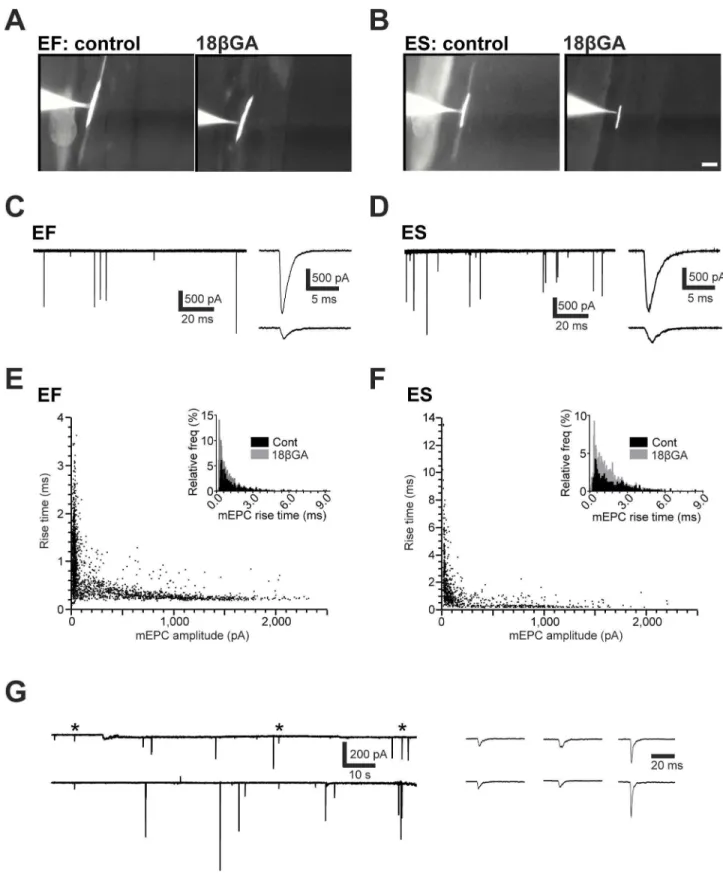 Figure 3. Effects of 18bGA on electrical coupling in EF and ES fibres. A, B. Images of embryonic fast (EF, A) and embryonic slow (ES, B) muscle fibres that were dialysed with sulforhodamine during whole cell recording