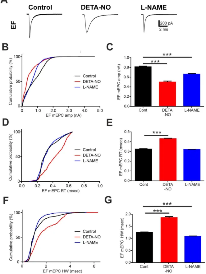 Figure 4. Developmental perturbation of NO signalling affects EF mEPC kinetics. A. Average traces of miniature end plate currents (mEPCs) captured during recordings of embryonic fast (EF) fibres in control (left), DETA-NO raised (middle) or L-NAME raised (