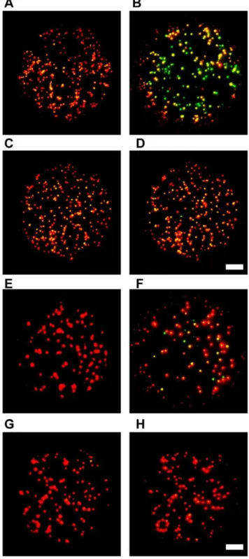 Figure 1. Fluorescence color switching of QDs emitting at 605 and 655 nm. QDs were non-specifically adsorbed to a glass coverslip and imaged under aqueous conditions on a CoolSNAP-Pro cf color CD camera with 10 sec integration time