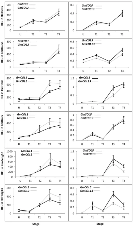 Fig 6. Relative expression level analyses of GmCOL s in six soybean cultivars at different stages.