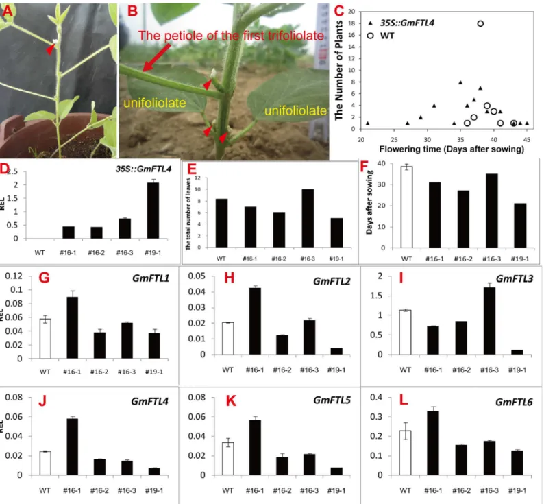 Fig 9. Overexpression of GmFTL4 causes precocious flowering in the soybean cultivar Tianlong 1