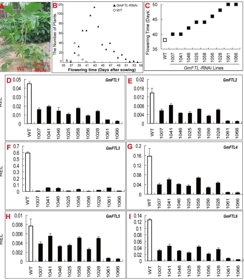 Fig 10. Silencing GmFTL s delays flowering and inhibits growth. (A) A GmFTL-RNAi transgenic (right) and wild type (left) soybean plants grown in the field for 40 days