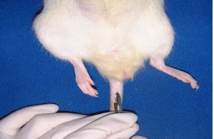 FIGURE 2 –  Incision in a tail vein of the rat with a 15 scalpel blade. 