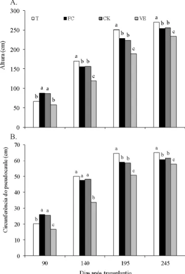 Figura 1. Valores médios da altura (A) e circunferência  do pseudocaule (B) da bananeira cv Prata Anã em  função dos tratamentos com plantas de cobertura