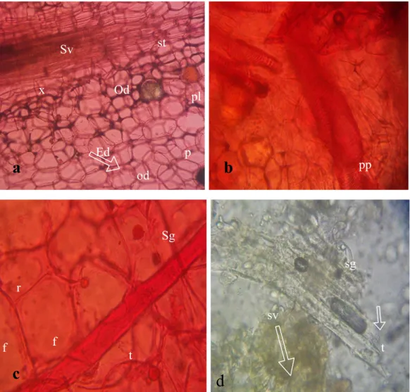 FIG. 3a-d  a:  Transverse  section  of ginger  rhizome  showing compartments  of  spiral  xylem  vessels, oil  duct  and  endodermoidal  layer  x100
