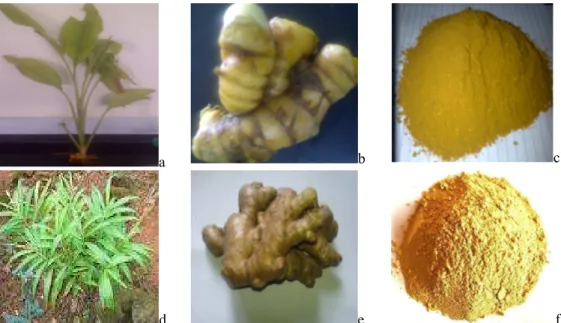 FIG. 1. Leaves and stem (a), rhizome (b) and powder (c) of Curcuma longa; leaves and stem (d), rhizome (e) and  powder (f) of ginger 