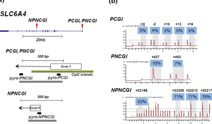 Figure 1. Structure of SLC6A4 gene and the PCGI, PNCGI and NPNCGI regions analyzed by bisulfite pyrosequencing (black bars) and bisulfite cloning sequencing (grey bars)