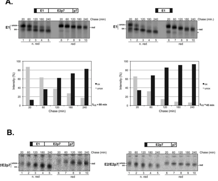 Fig. 3A shows the pattern of E1 sensitivity to the exogenously added reducing agent, both expressed in presence (left) or absence (right) of E2