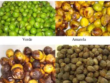 Figura 1.  Frutos de pinhão-manso classificados de acordo com a coloração utilizados no estudo